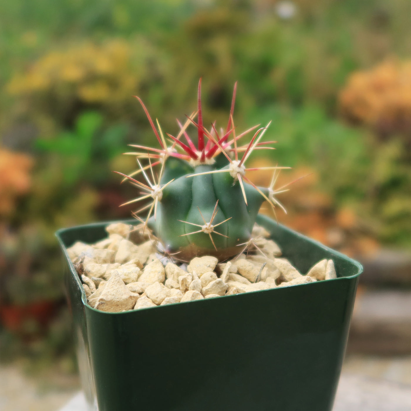 Fishhook Barrel Cactus ‘Ferocactus wislizeni’