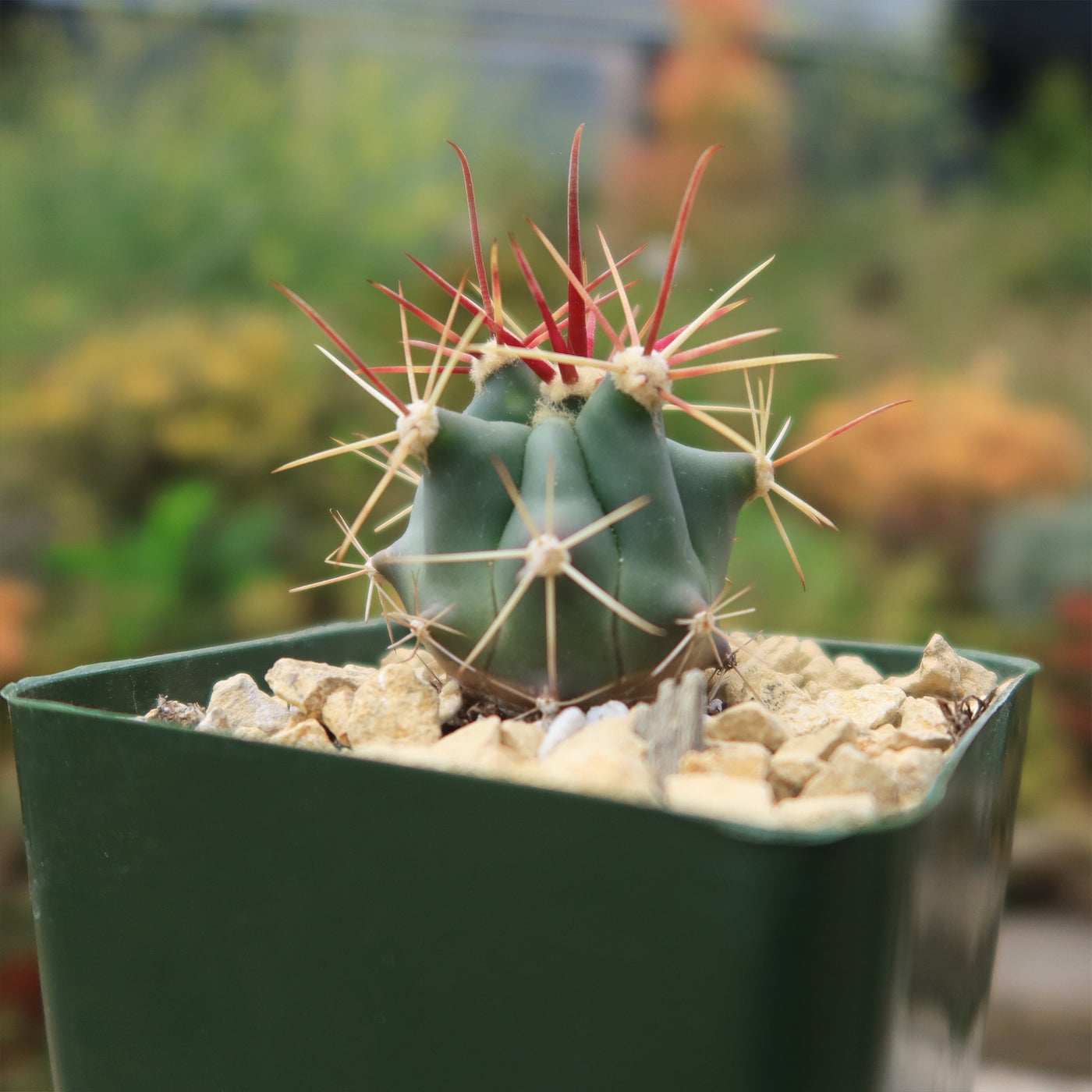 dimensions of a fish hook barrel fruit Fishhook Barrel Cactus ‘Ferocactus wislizeni’ 4" Pot