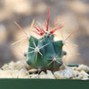 Fishhook Barrel Cactus ‘Ferocactus wislizeni’