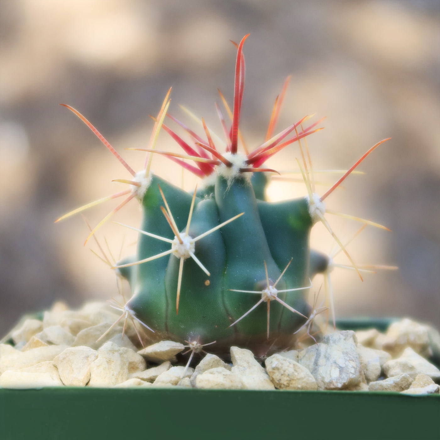 dimensions of a fish hook barrel fruit Fishhook Barrel Cactus ‘Ferocactus wislizeni’ 4" Pot