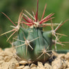 Fishhook Barrel Cactus ‘Ferocactus wislizeni’