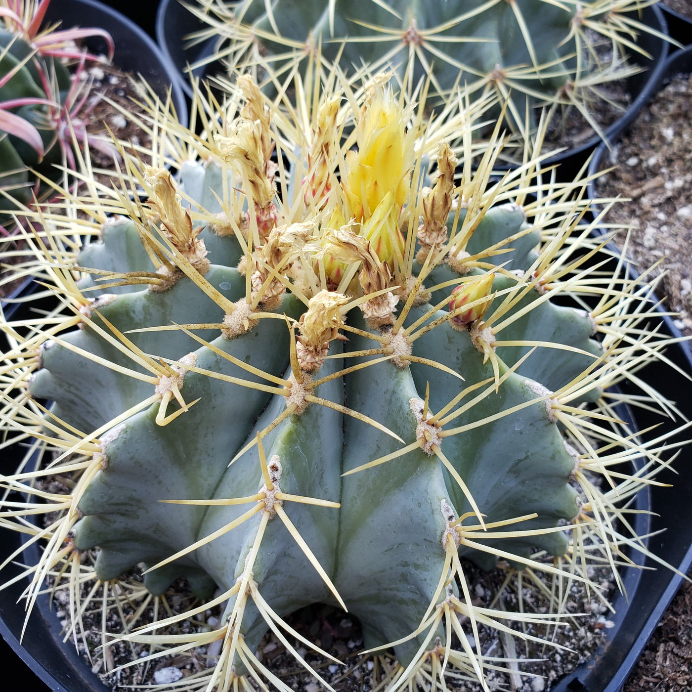 Blue Barrel Cactus - Ferocactus glaucescens -11
