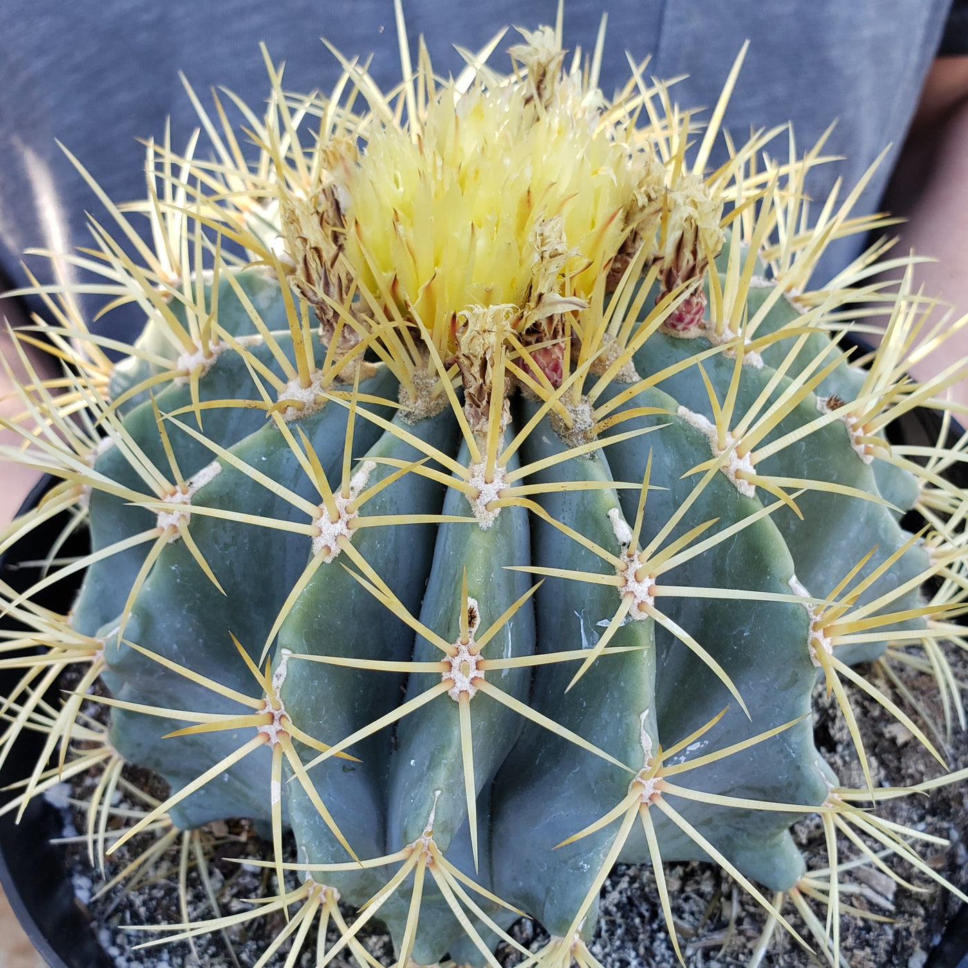 Blue Barrel Cactus - Ferocactus glaucescens - 3
