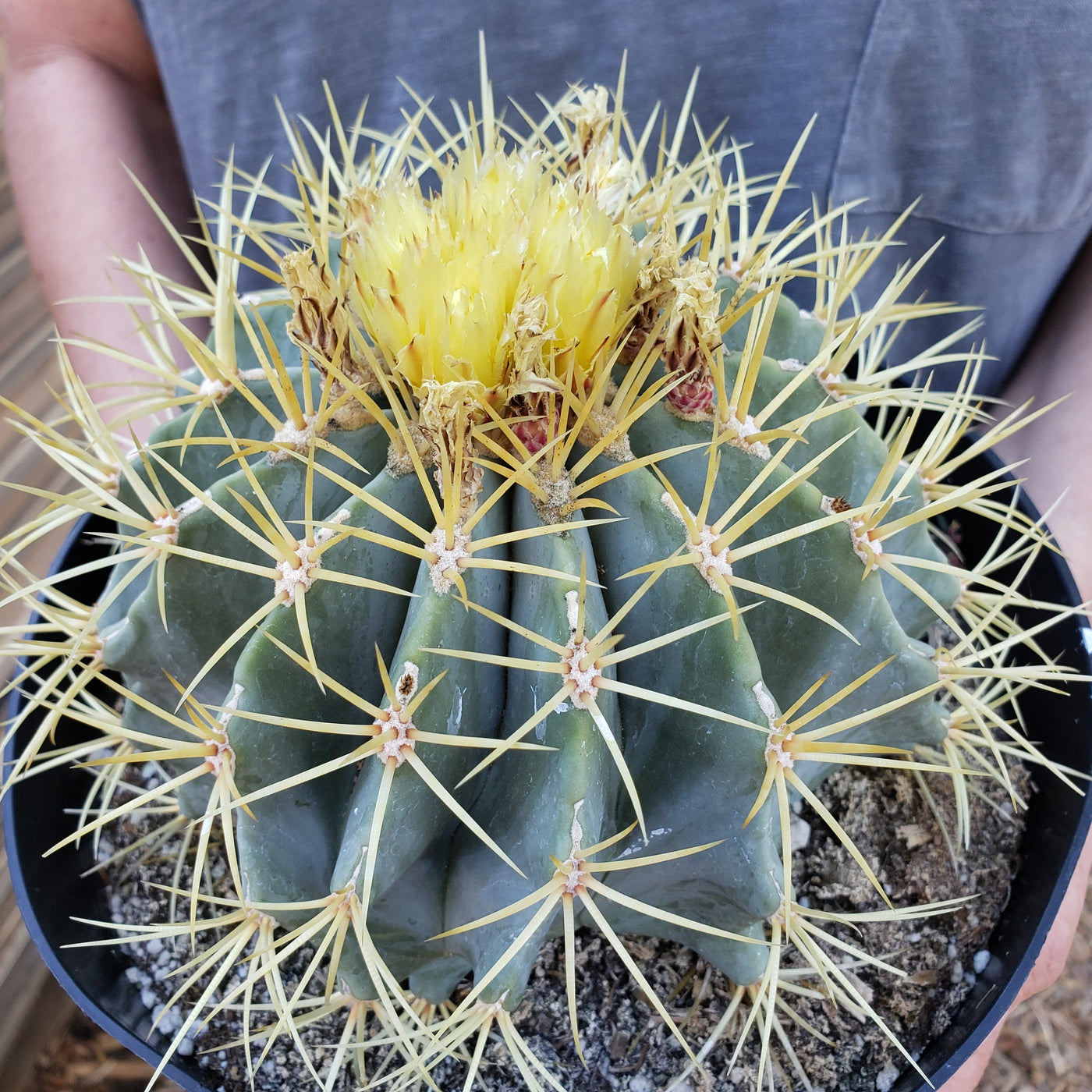 Blue Barrel Cactus - Ferocactus glaucescens -1