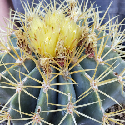 Blue Barrel Cactus - Ferocactus glaucescens - 4