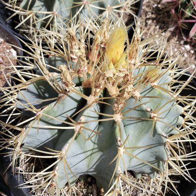 Blue Barrel Cactus - Ferocactus glaucescens -10