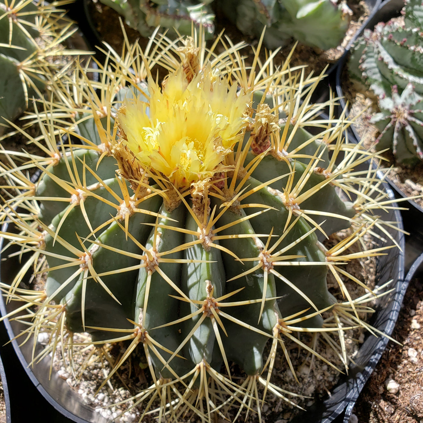 Blue Barrel Cactus - Ferocactus glaucescens -12