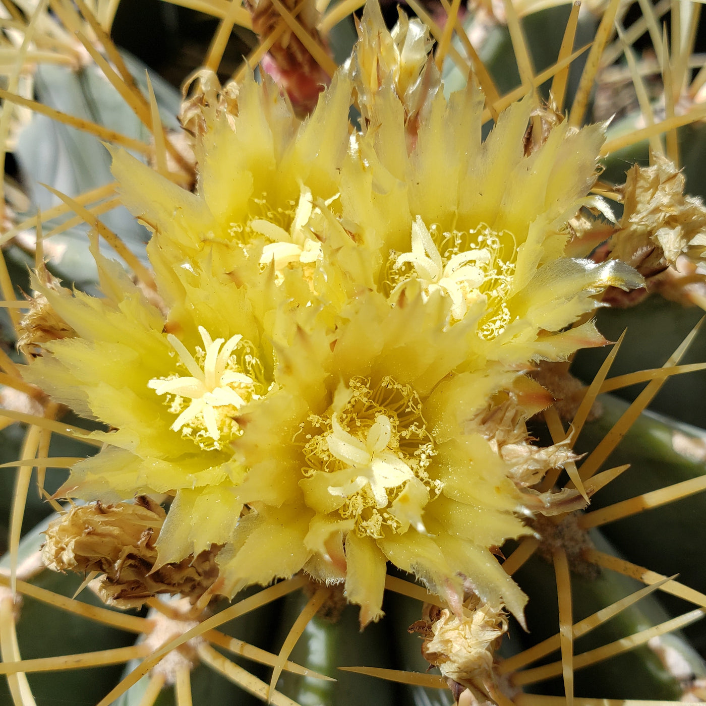 Blue Barrel Cactus - Ferocactus glaucescens -2
