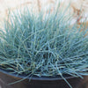 Blue Fescue Grass ‘Festuca glauca’