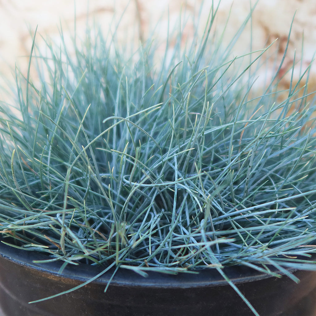 Blue Fescue Grass ‘Festuca glauca’