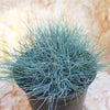 Blue Fescue Grass ‘Festuca glauca’
