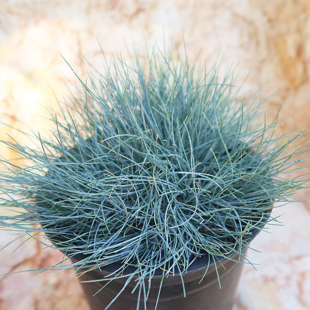 Blue Fescue Grass ‘Festuca glauca’
