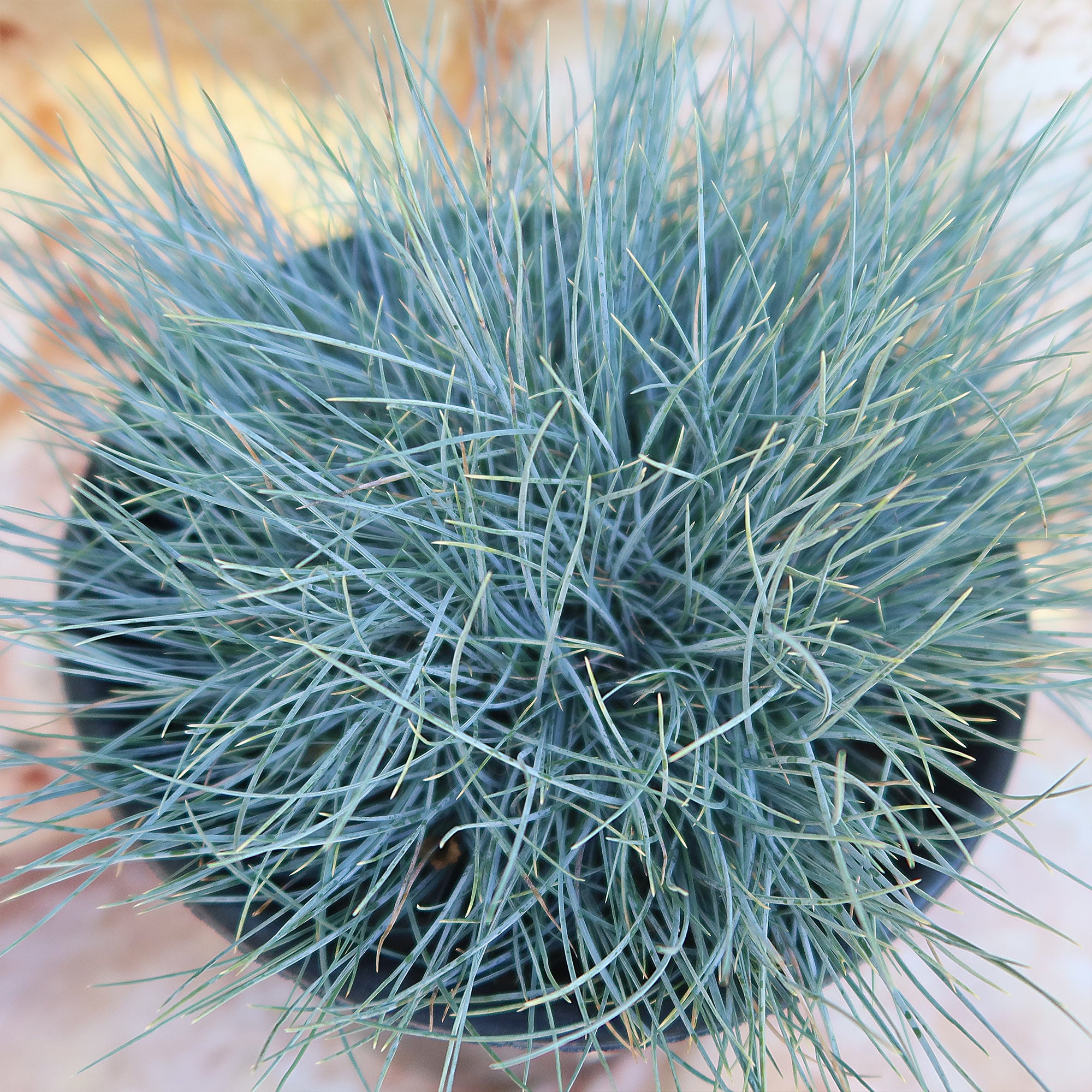 Blue Fescue Grass ‘Festuca glauca’