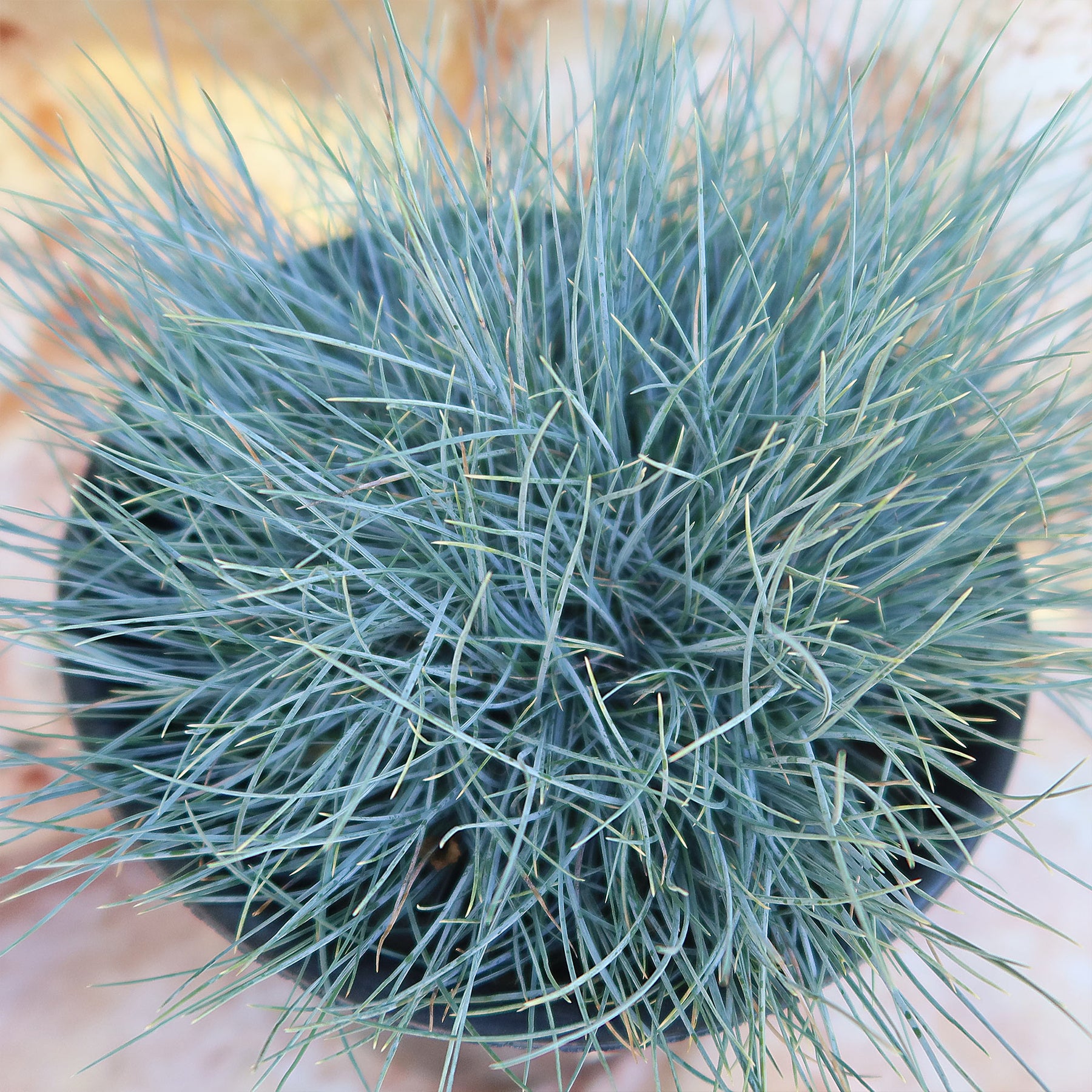 Azalea Plants Festuca Intense Blue Ornamental Grass Plants X 3 - Blue ...