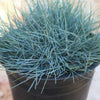 Blue Fescue Grass ‘Festuca glauca’
