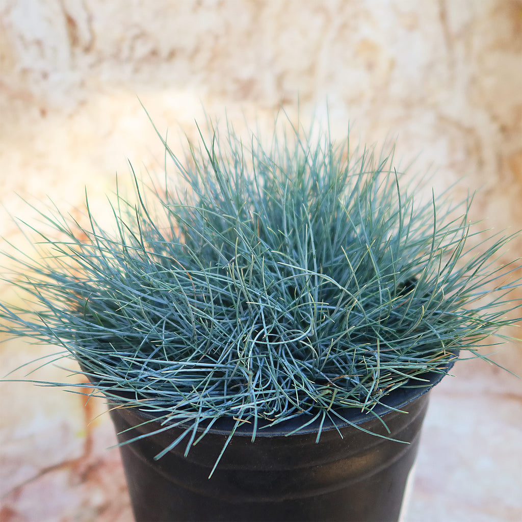 Blue Fescue Grass ‘Festuca glauca’