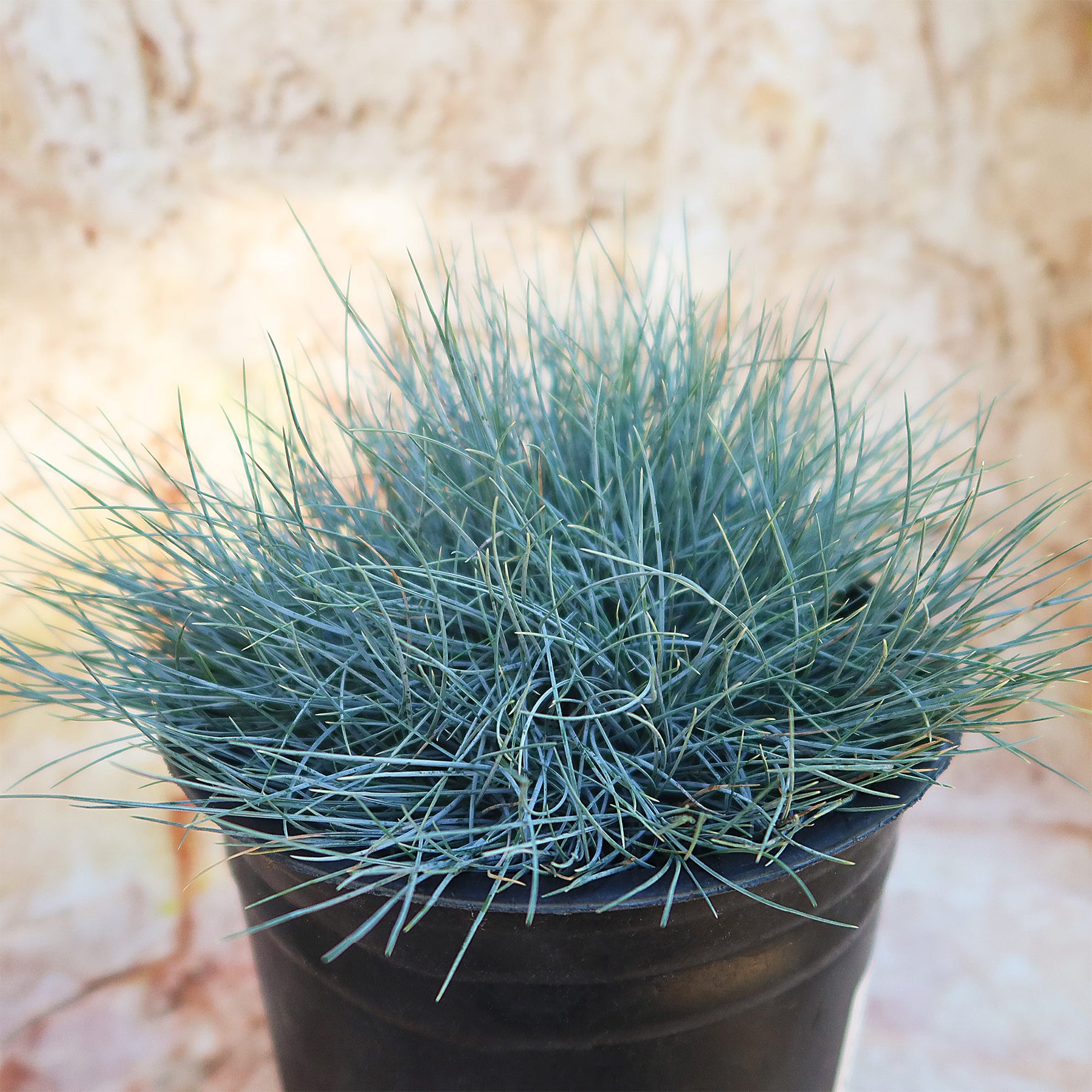 blue grass succulent Shop 'Festuca glauca – Blue fescue Grass' Care & Growing Guide