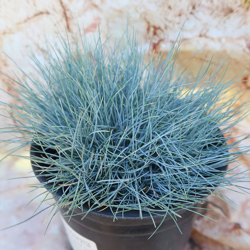 Blue Fescue Grass ‘Festuca glauca’