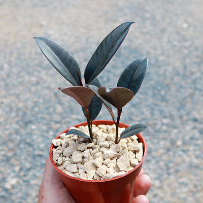 Rubber Fig 'Ficus Burgundy'