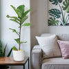 Fiddle Leaf Fig – Ficus lyrata