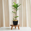 Fiddle Leaf Fig – Ficus lyrata