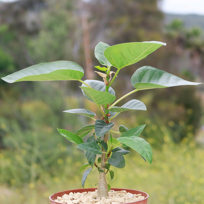 Ficus brandegeei