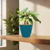 Ficus brandegeei