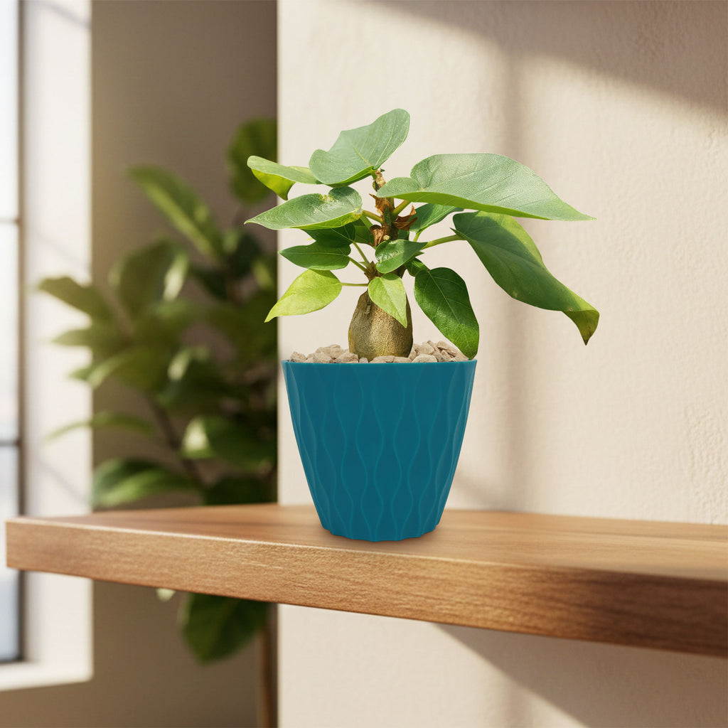 Ficus brandegeei