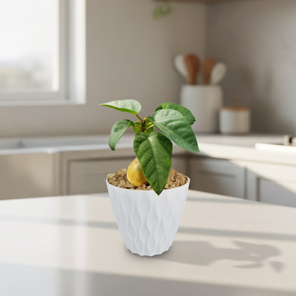 Ficus brandegeei