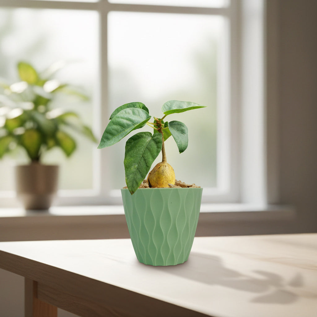 Ficus brandegeei