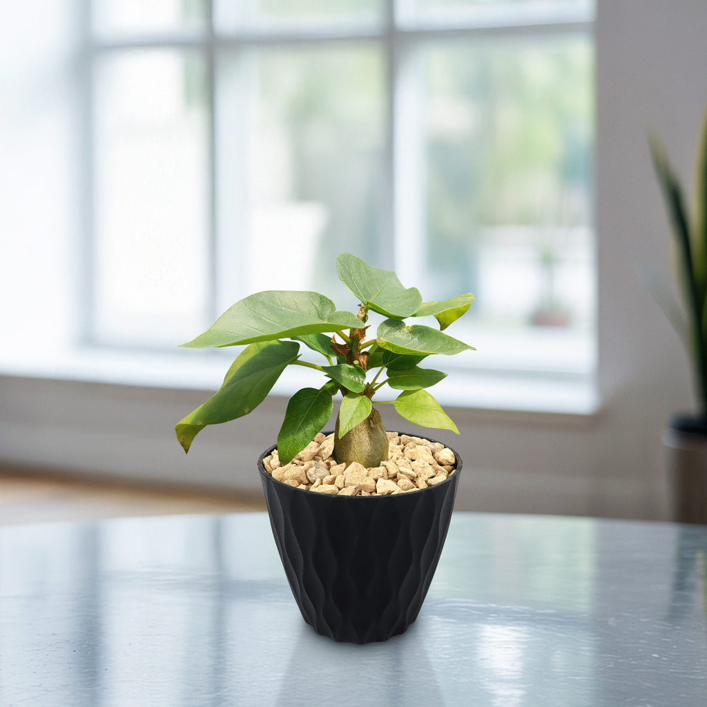 Ficus brandegeei