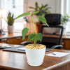 Ficus brandegeei