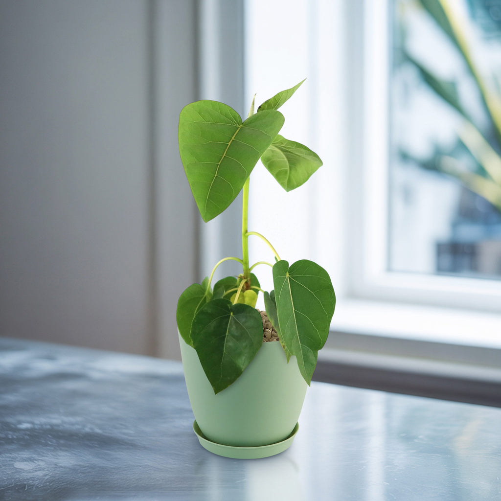 Ficus brandegeei