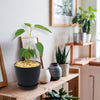 Ficus brandegeei