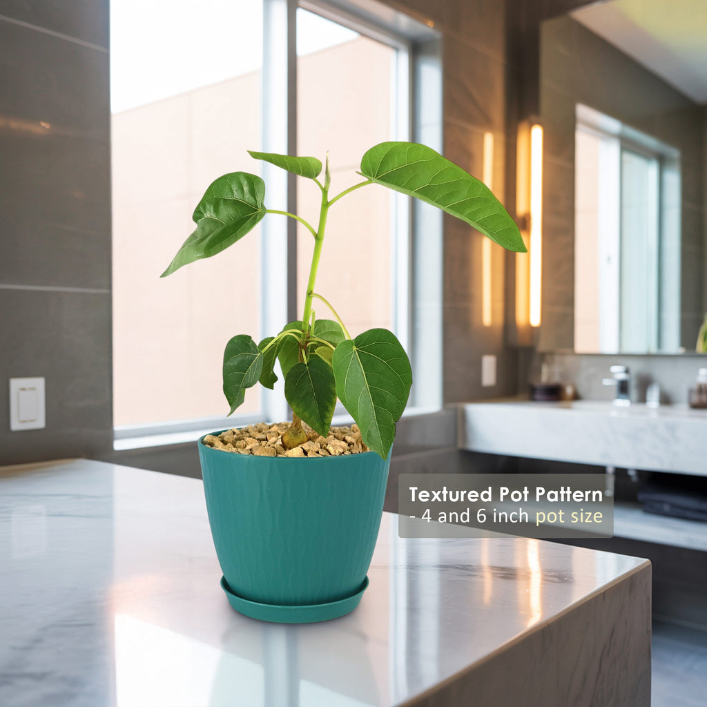 Ficus brandegeei