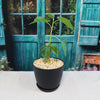 Ficus brandegeei