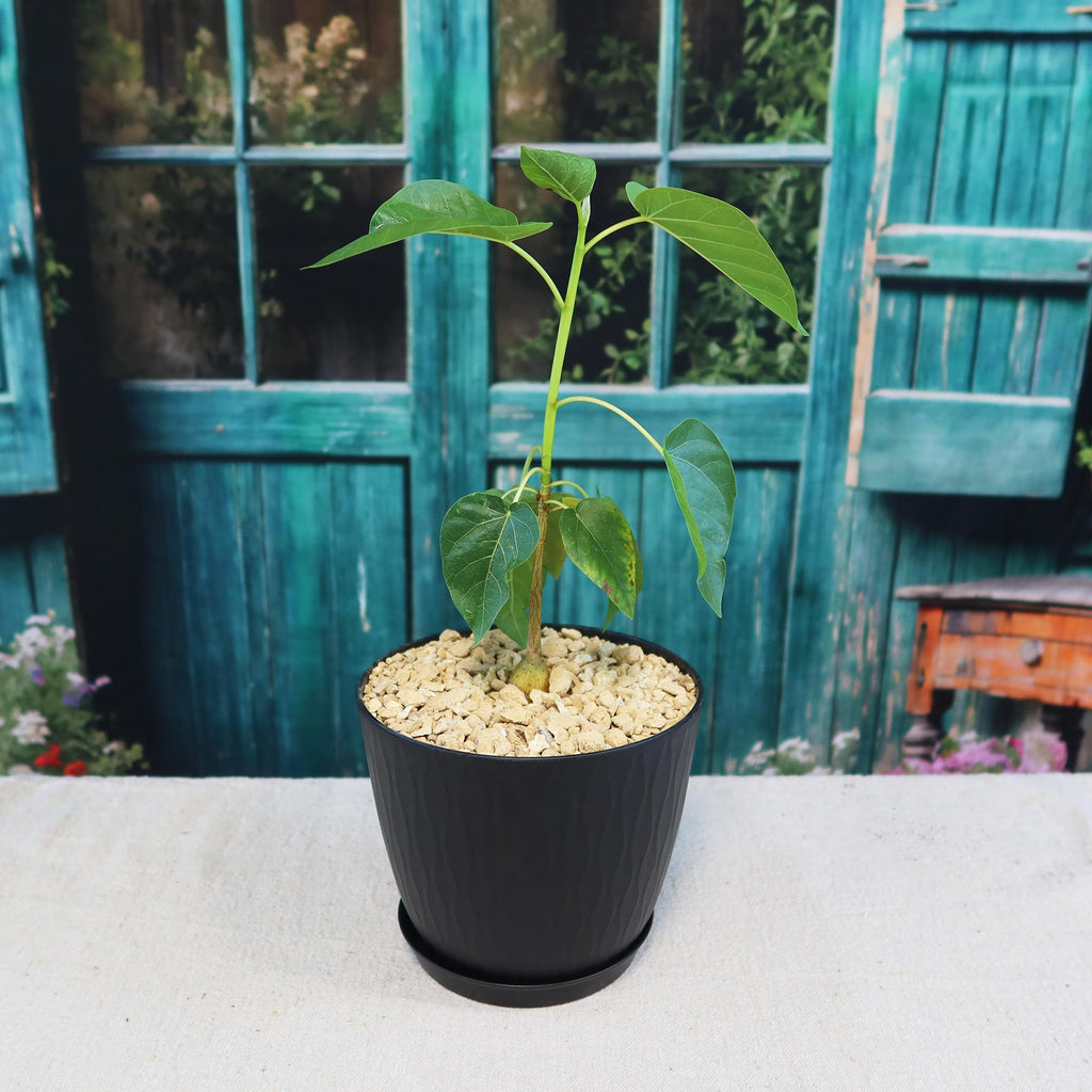 Ficus brandegeei