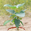 Ficus brandegeei