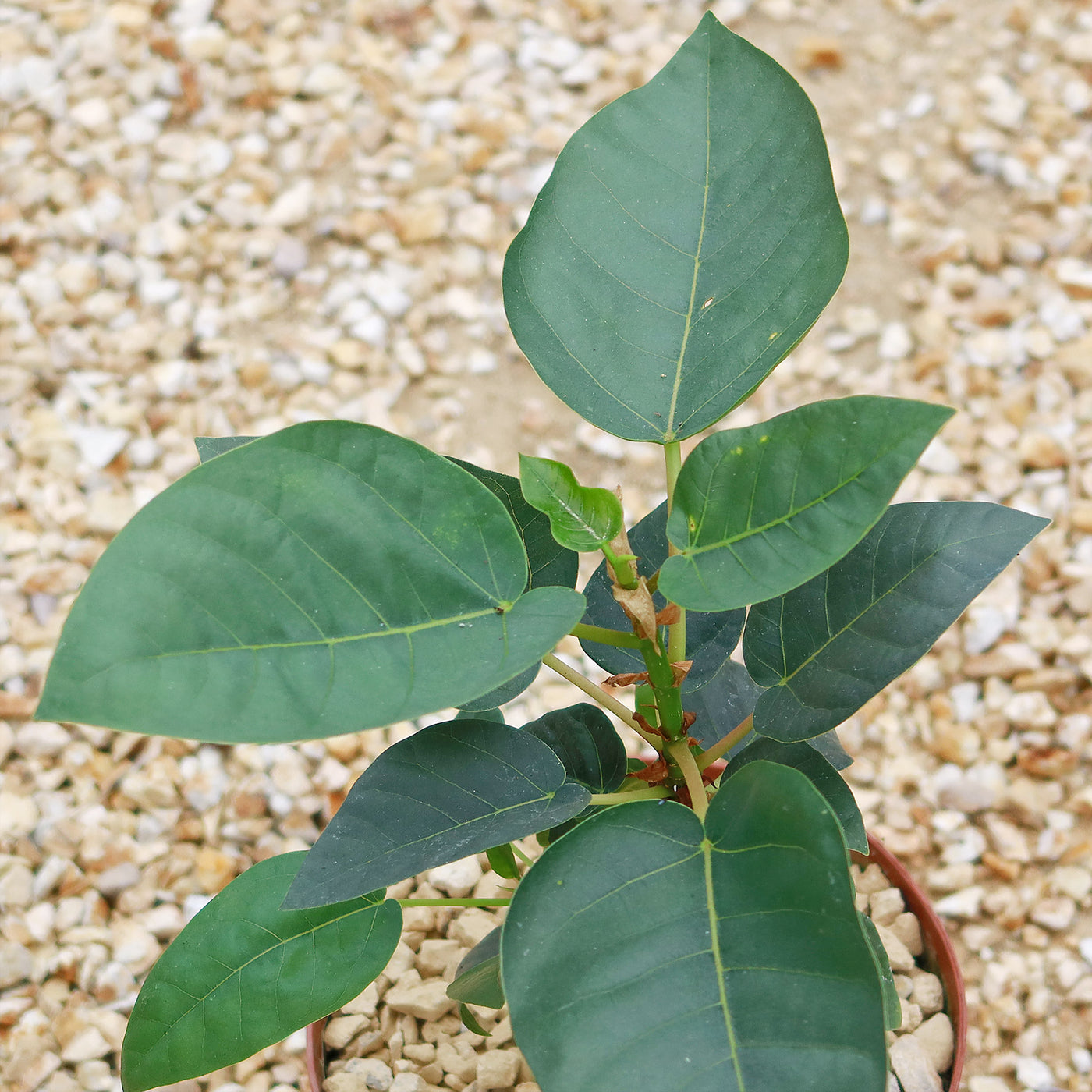 Ficus brandegeei