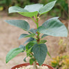 Ficus brandegeei