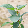 Ficus brandegeei