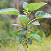 Ficus brandegeei