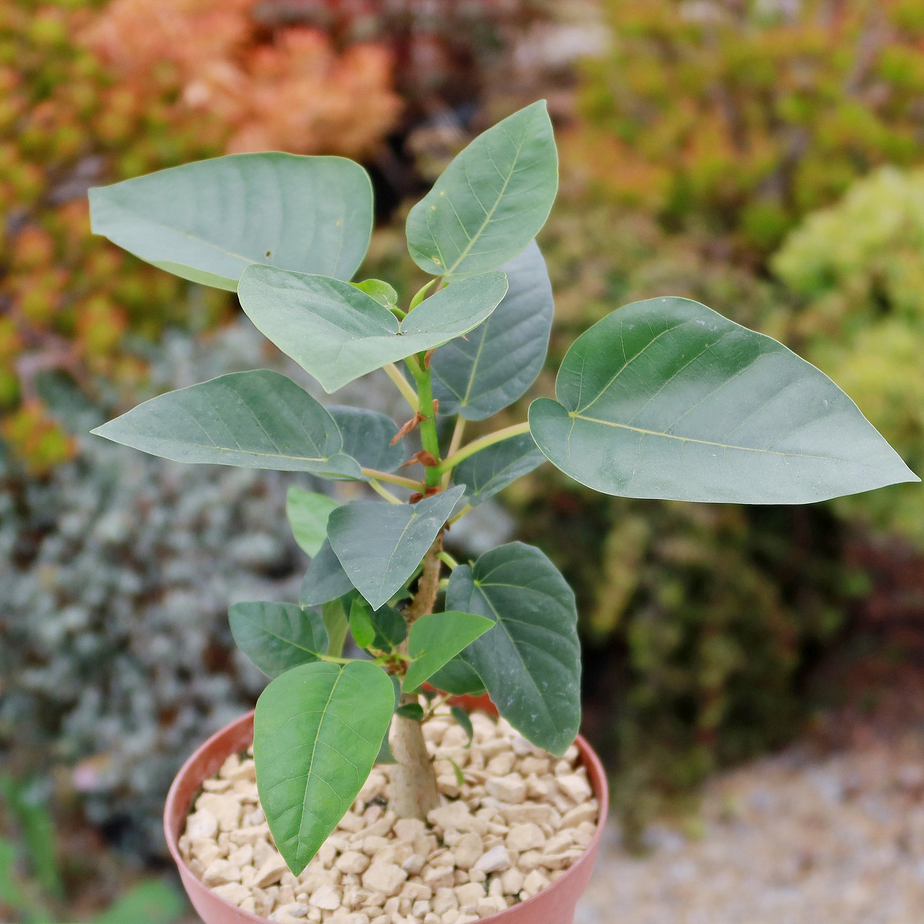 Ficus brandegeei