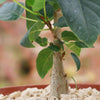 Ficus brandegeei