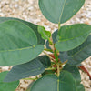 Ficus brandegeei