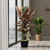Ruby Ficus Plant - Ficus elastica ‘Ruby’