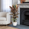 Ruby Ficus Plant - Ficus elastica ‘Ruby’