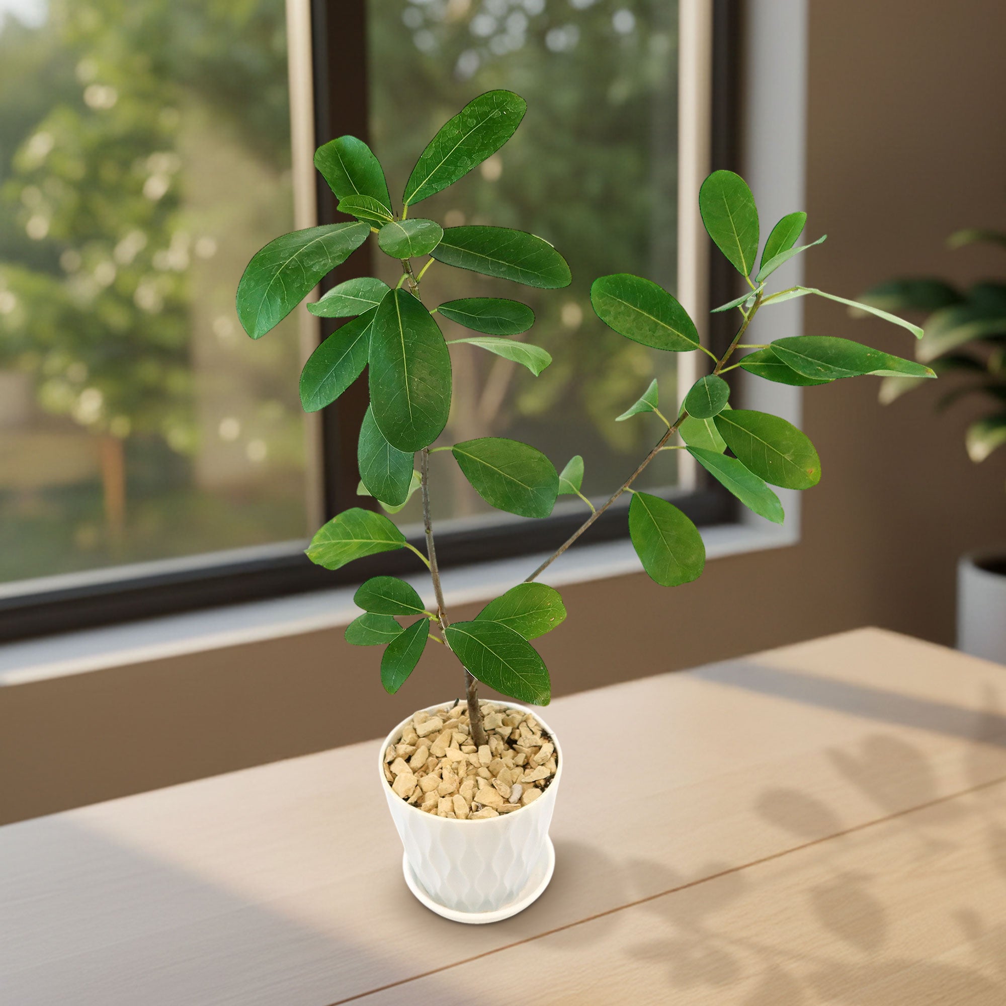 Ficus natalensis