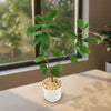 Ficus natalensis