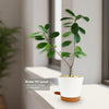 Ficus natalensis